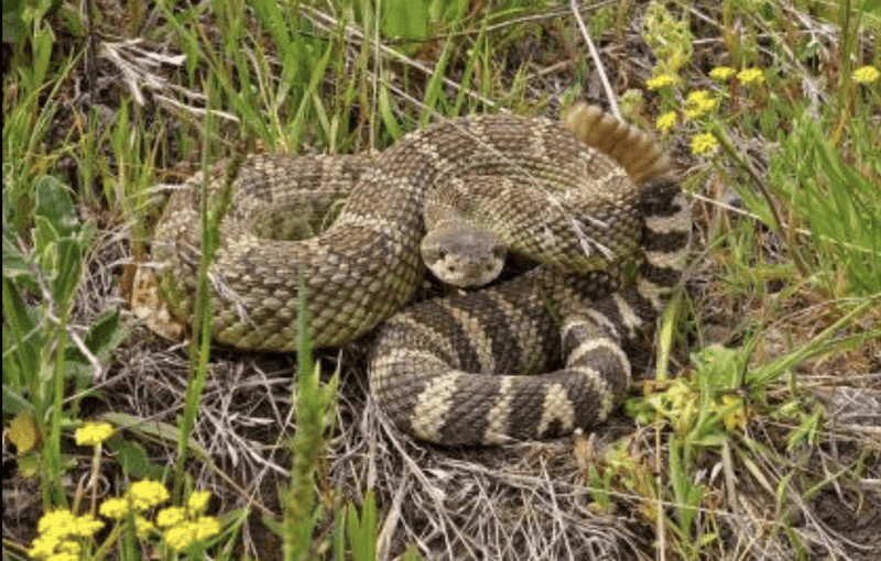 Idaho's Western Rattlesnake