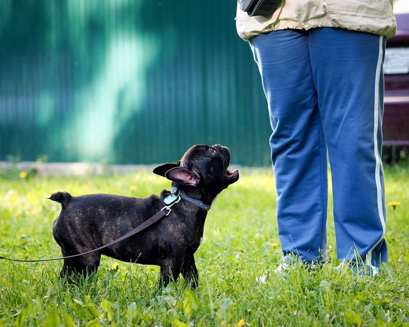 Identify and Remove Barking Triggers