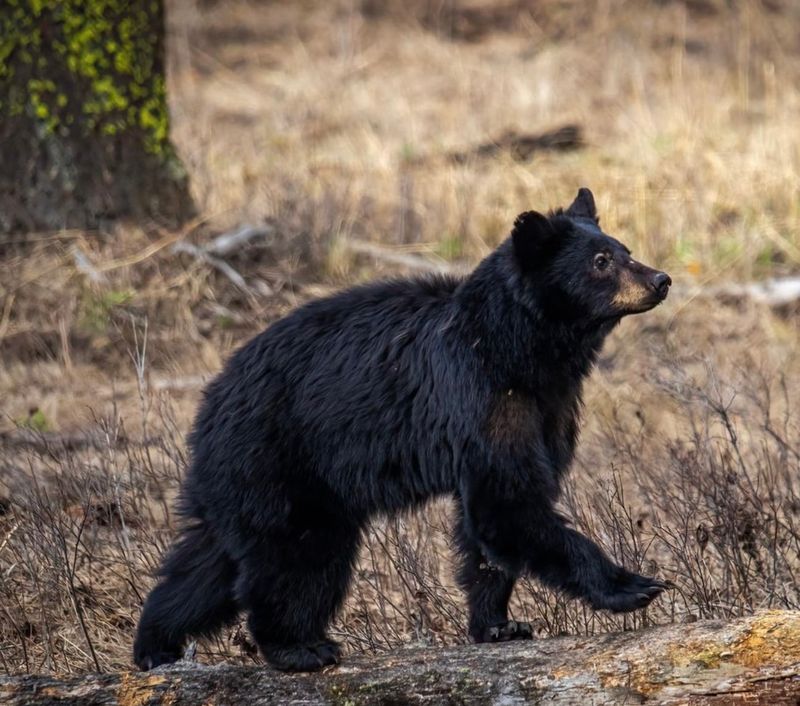 Identifying Bear Species