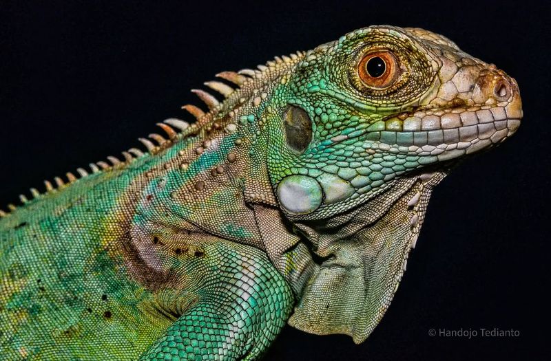 Iguana