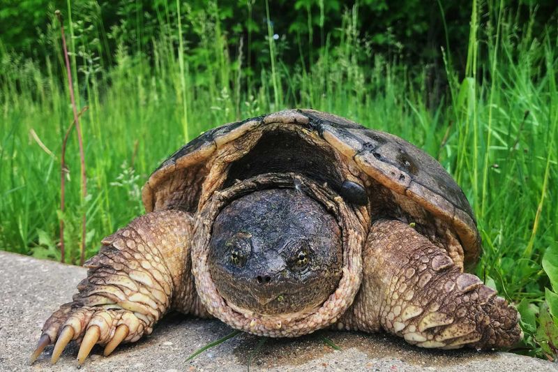 Illinois's Common Snapping Turtle