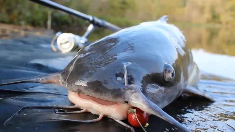 Illinois: Blue Catfish