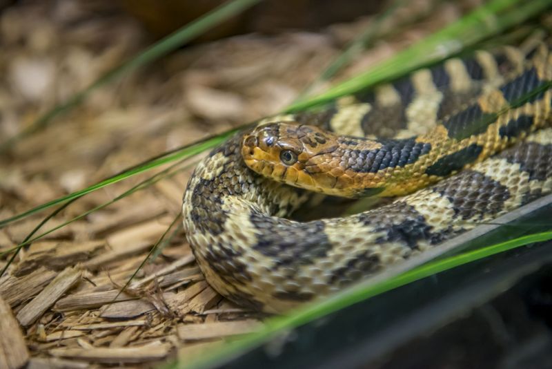 Illinois - Eastern Foxsnake