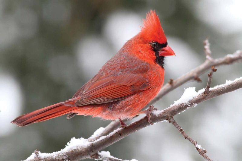 Illinois - Northern Cardinal