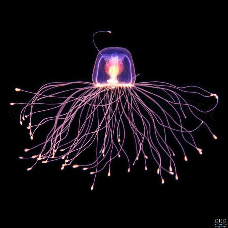 Immortal Jellyfish's Reversal of Aging