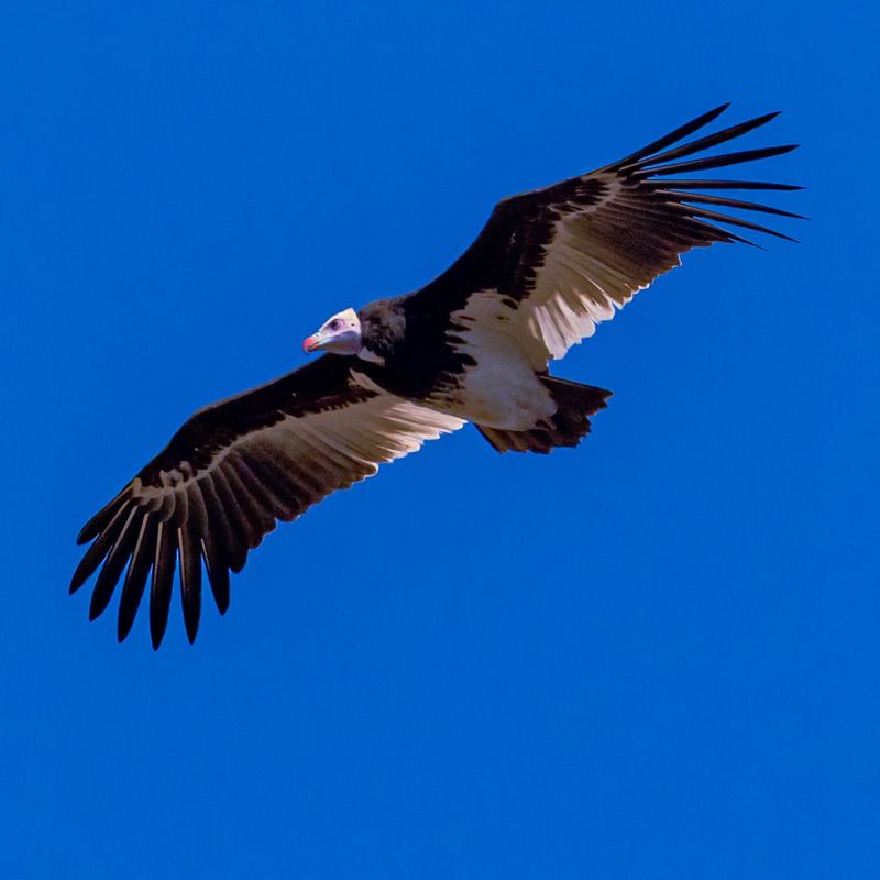 Impressive Flight Adaptations