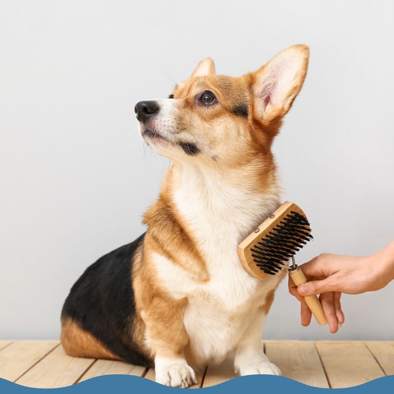 Inadequate Grooming Routine