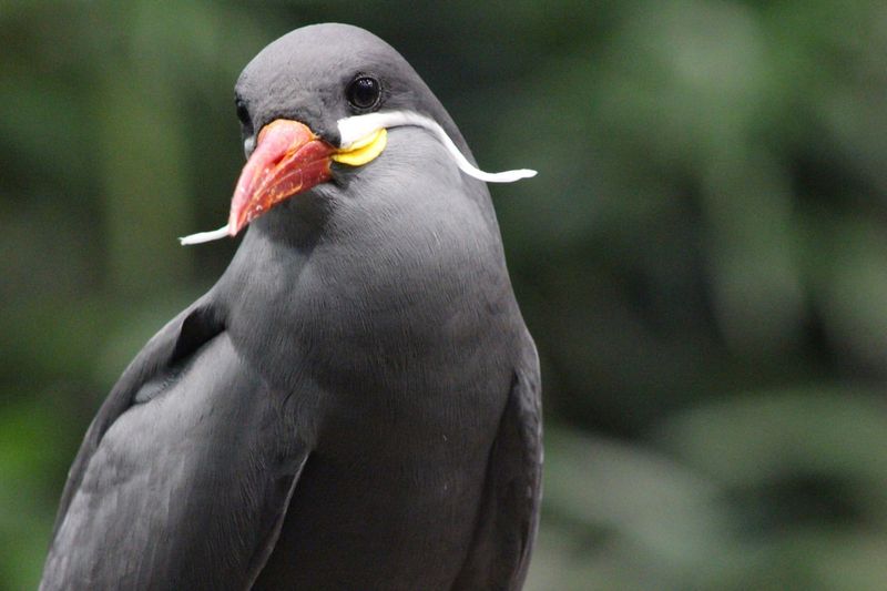 Inca Tern