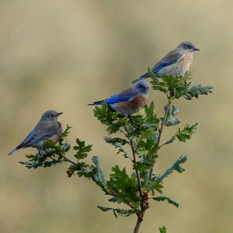 Incorporate Shrubs for Shelter