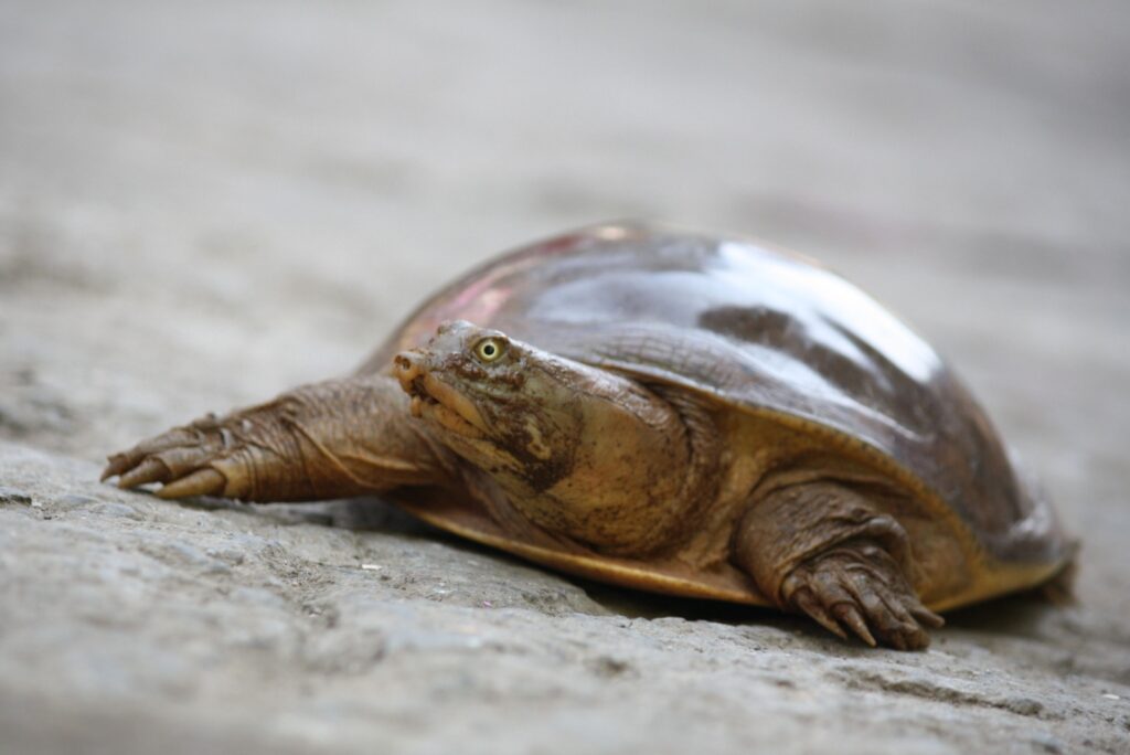Indian Flap-Shell Turtle