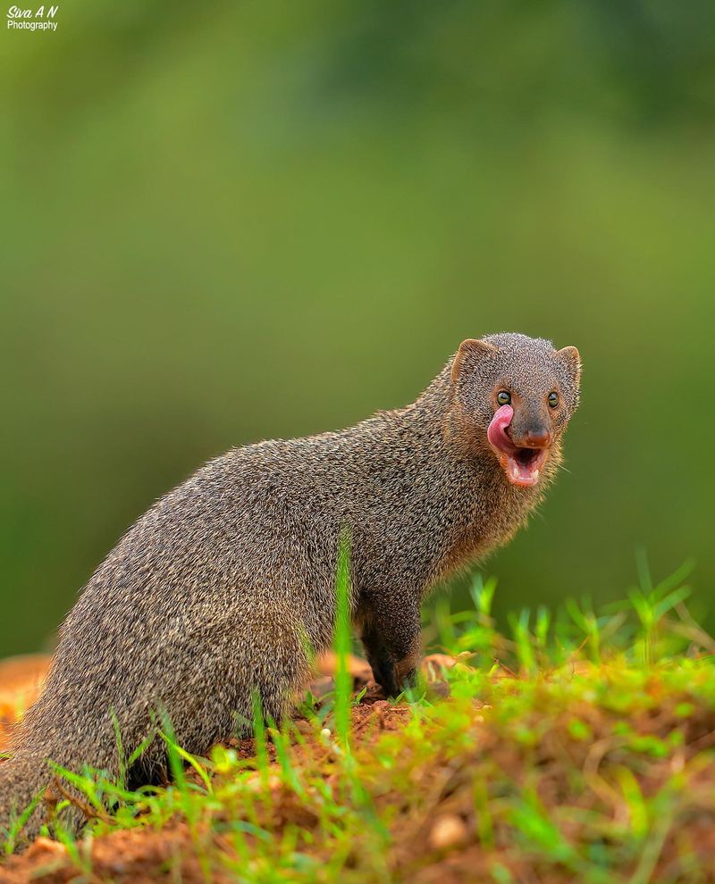 Indian Mongoose