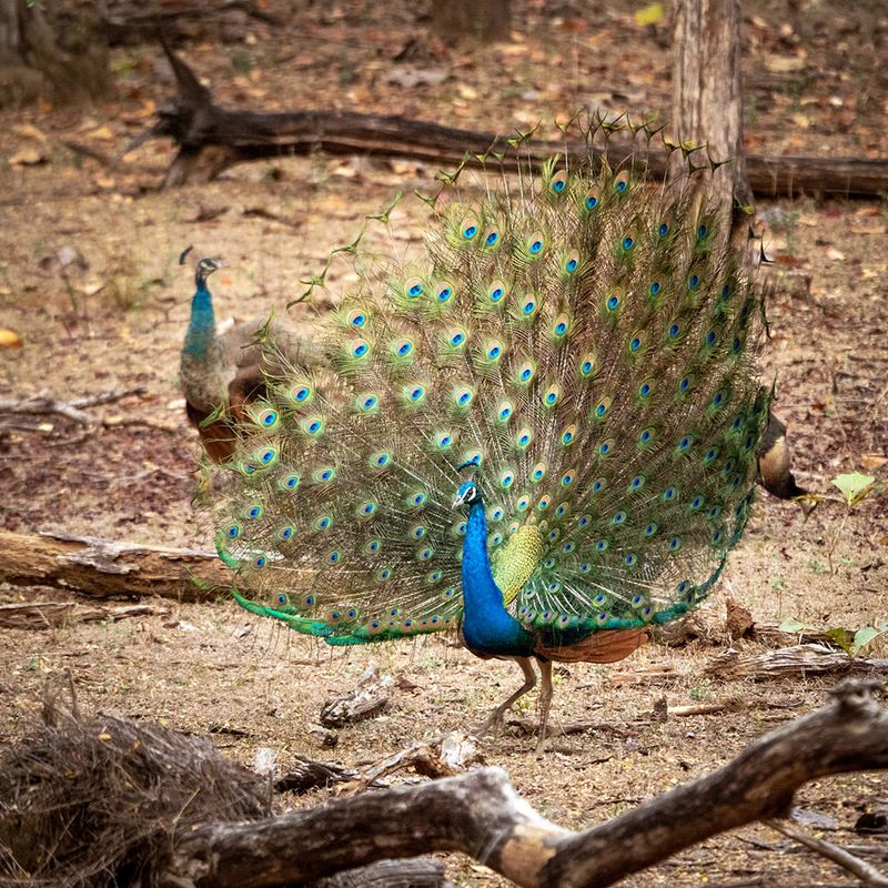 Indian Peafowl