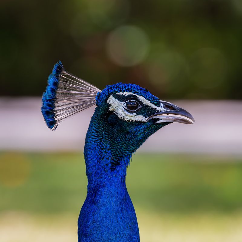 Indian Peafowl