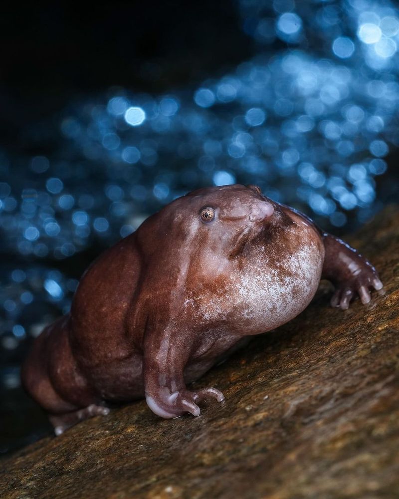 Indian Purple Frog