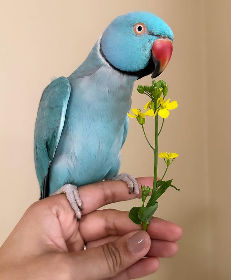 Indian Ringneck Parakeet