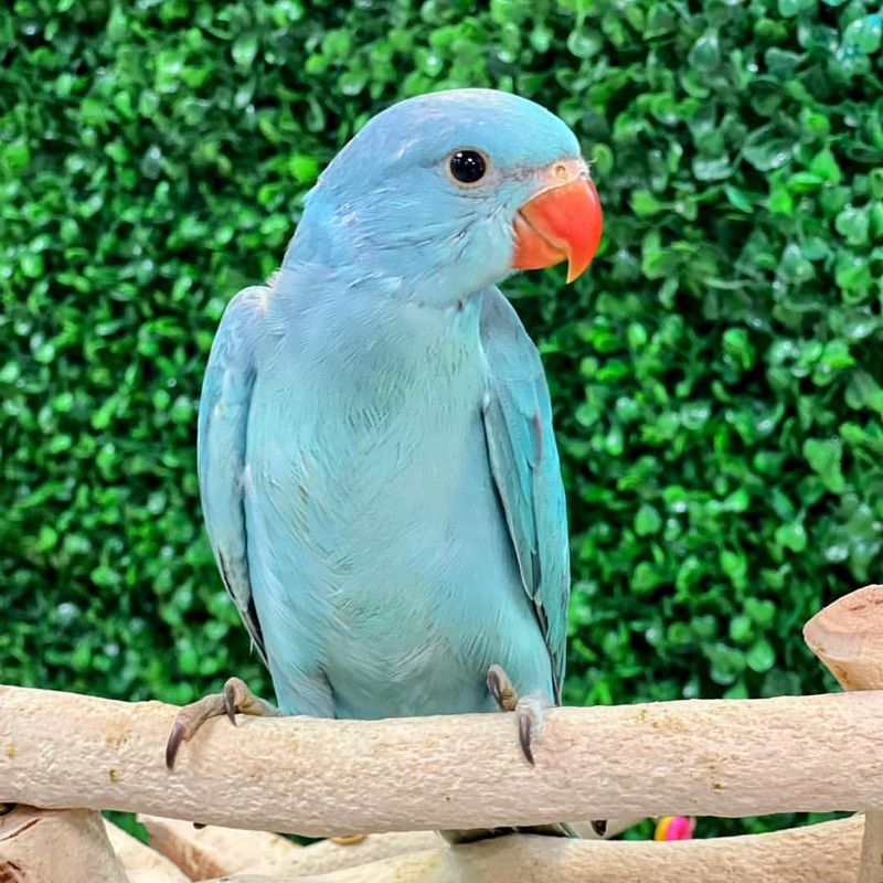 Indian Ringneck Parakeet