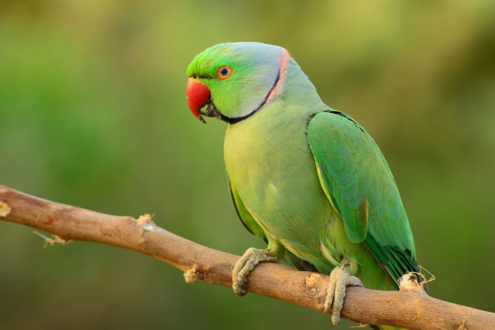 Indian Ringneck Parakeet