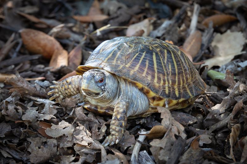 Indiana's Eastern Box Turtle