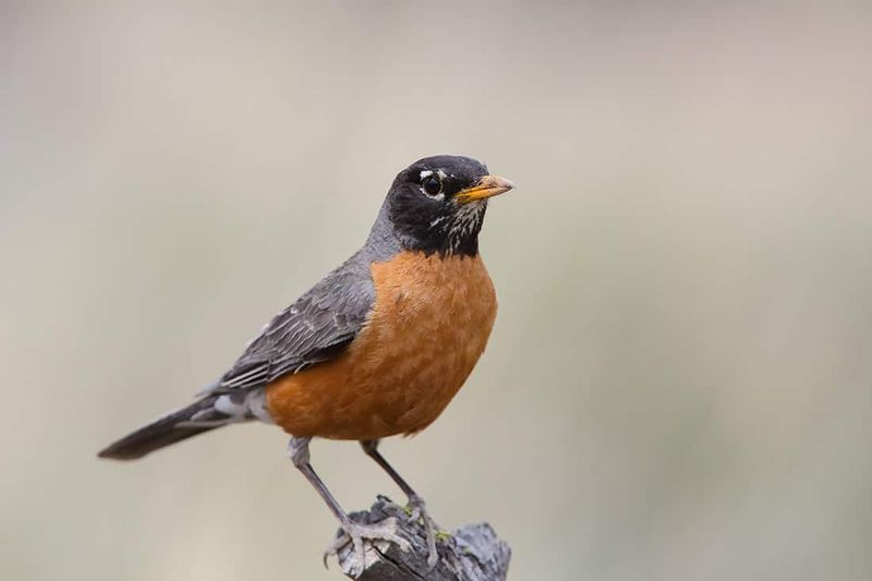 Indiana - American Robin