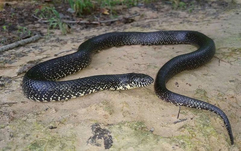 Indiana - Black Kingsnake