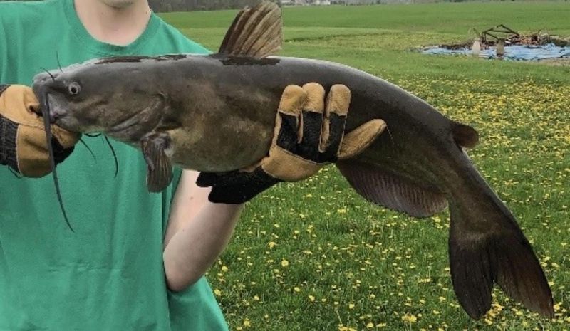 Indiana: Flathead Catfish