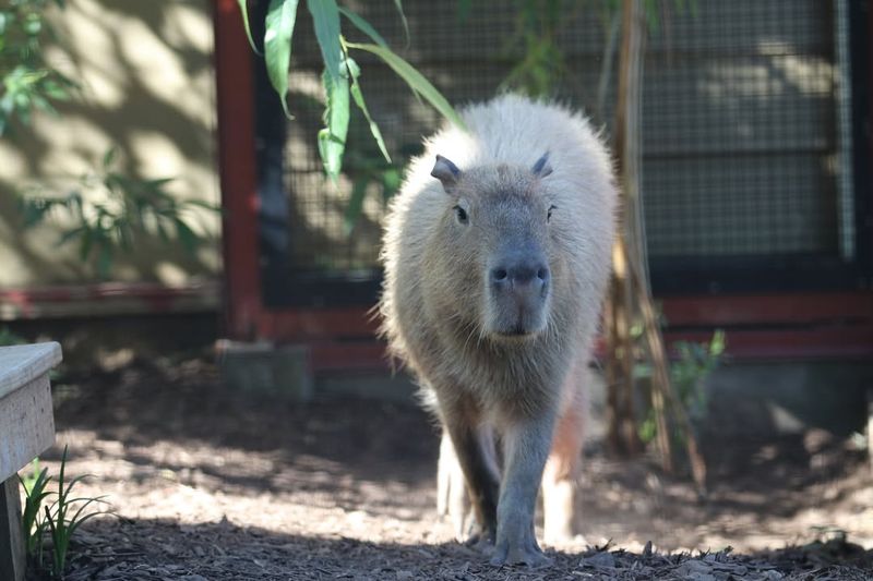 Indianapolis Zoo, Indiana