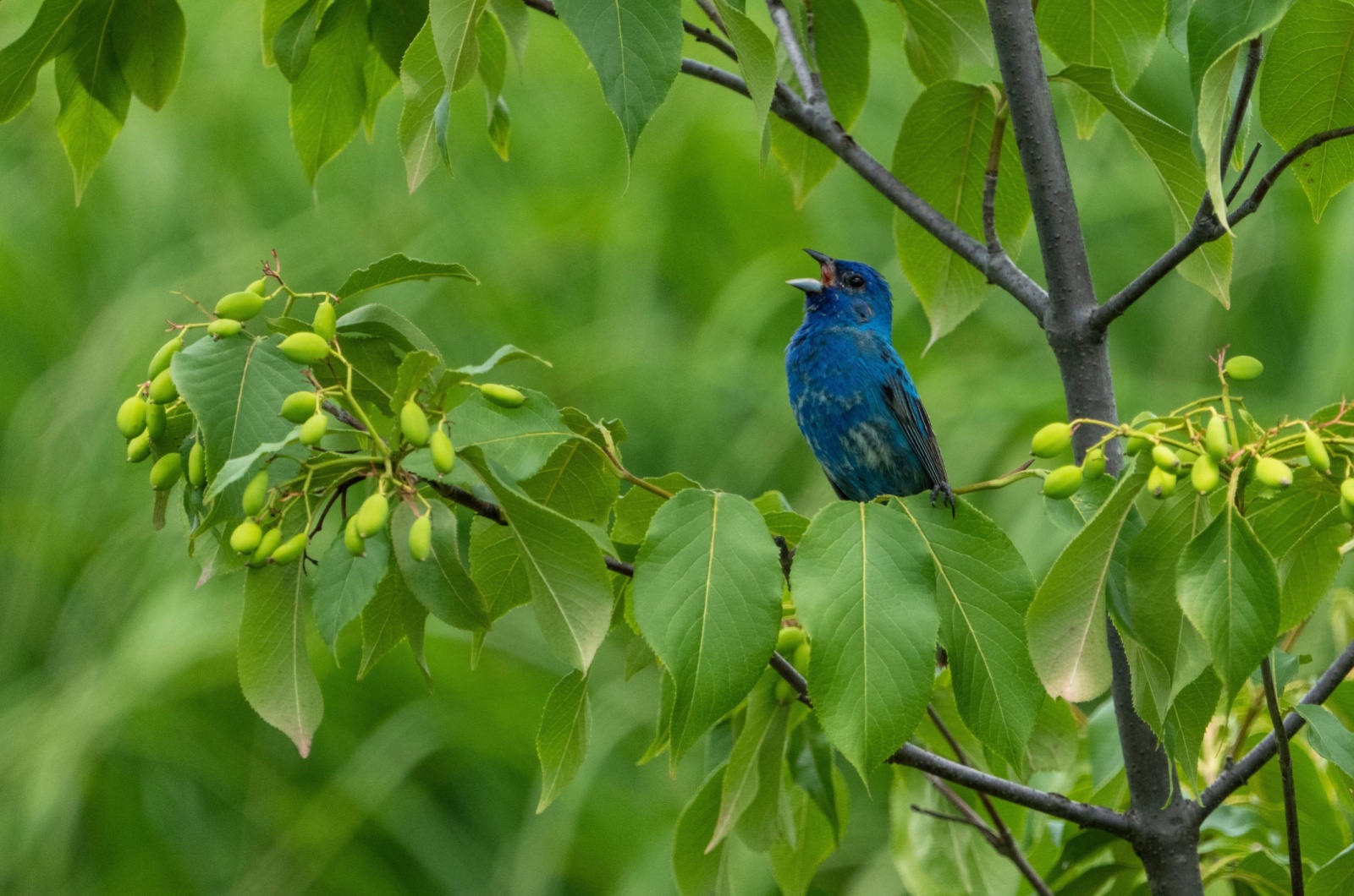 Indigo Bunting