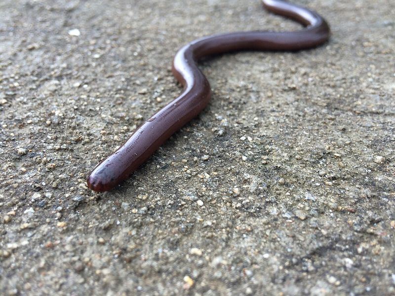 Indo-Chinese Worm Snake