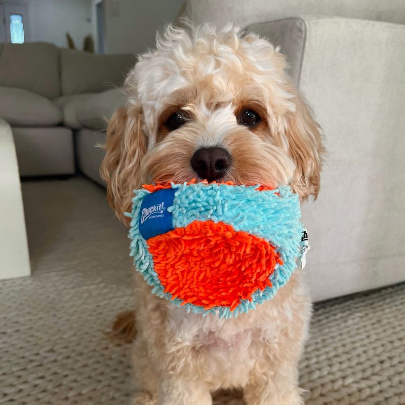 Indoor Fetch with Soft Toys