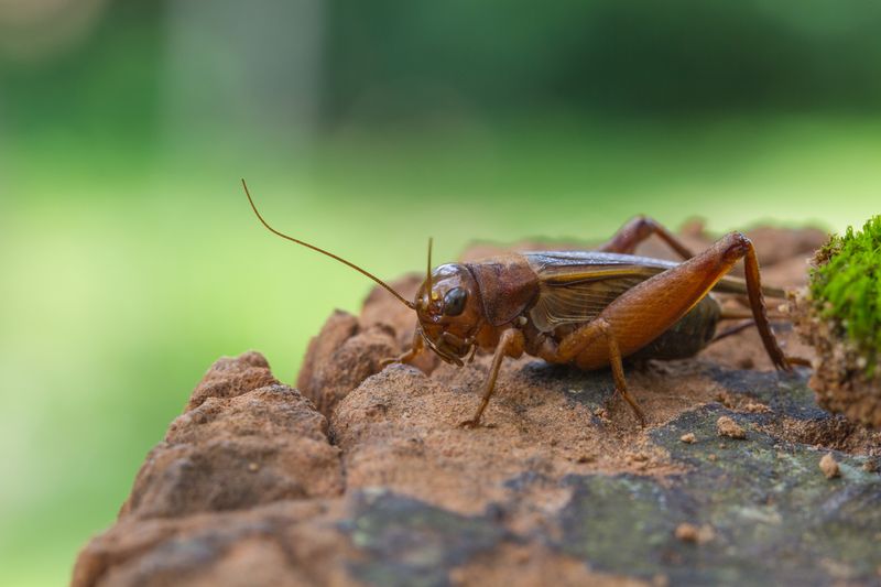 Insect-Based Food Innovations