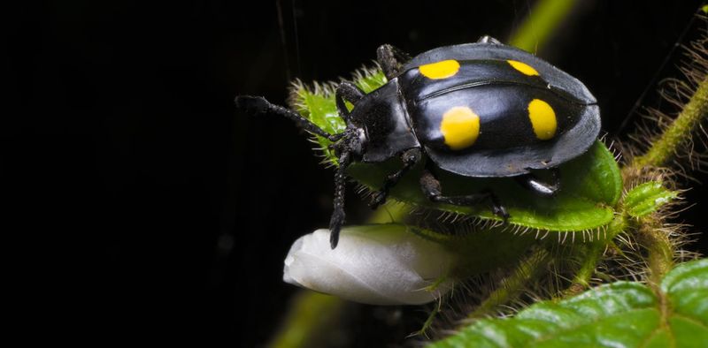 Insect-Derived Pharmaceuticals