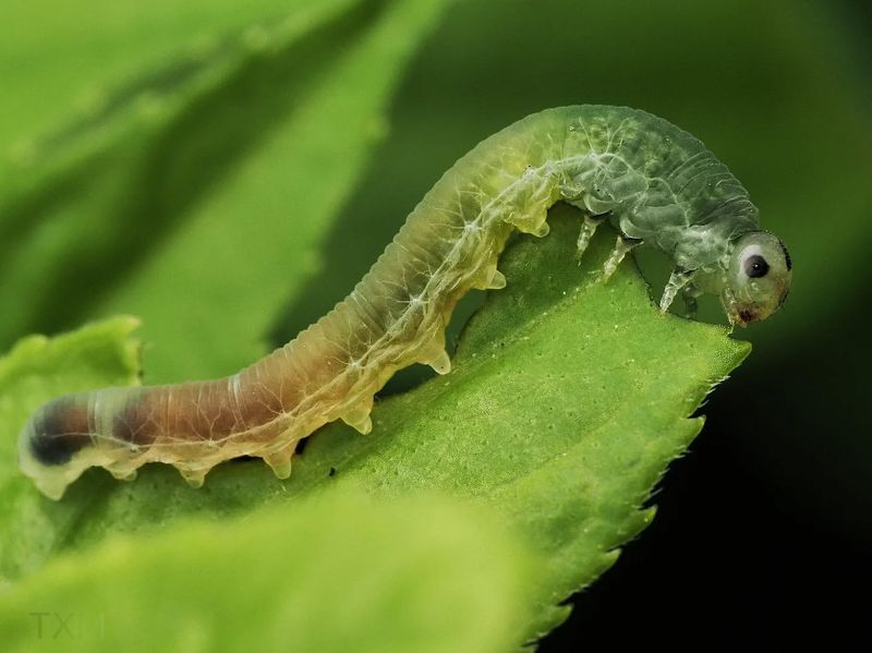 Insect Larvae