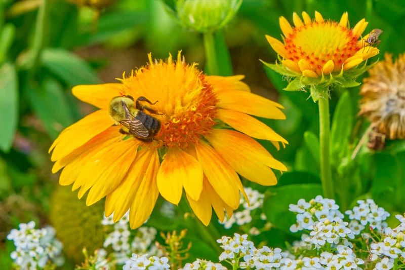 Insect-Pollinated Crops