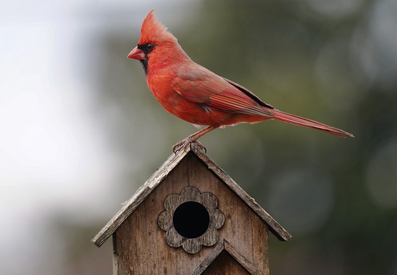 Install Birdhouses