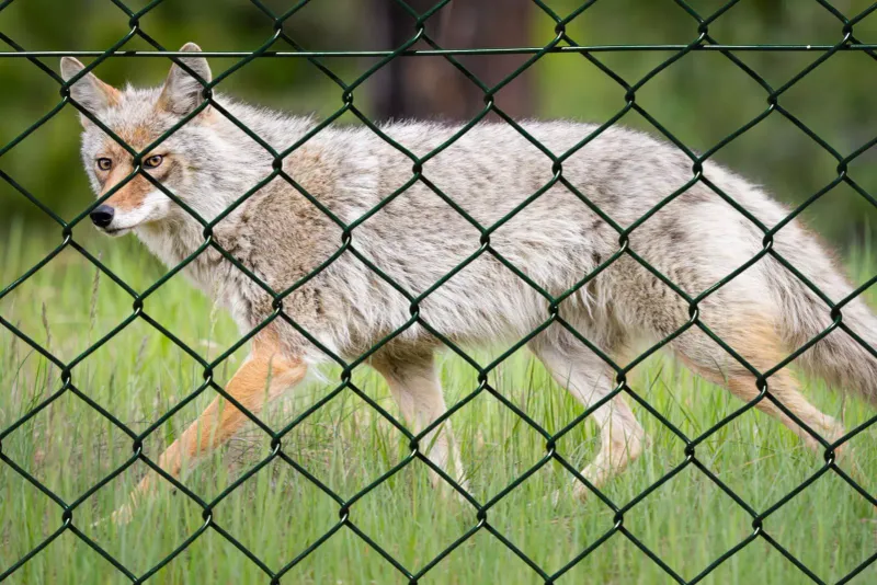 Install Fencing