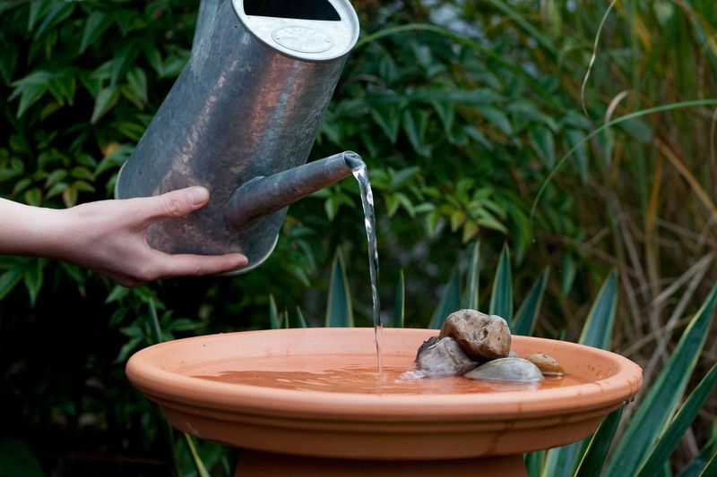 Install a Bird Bath