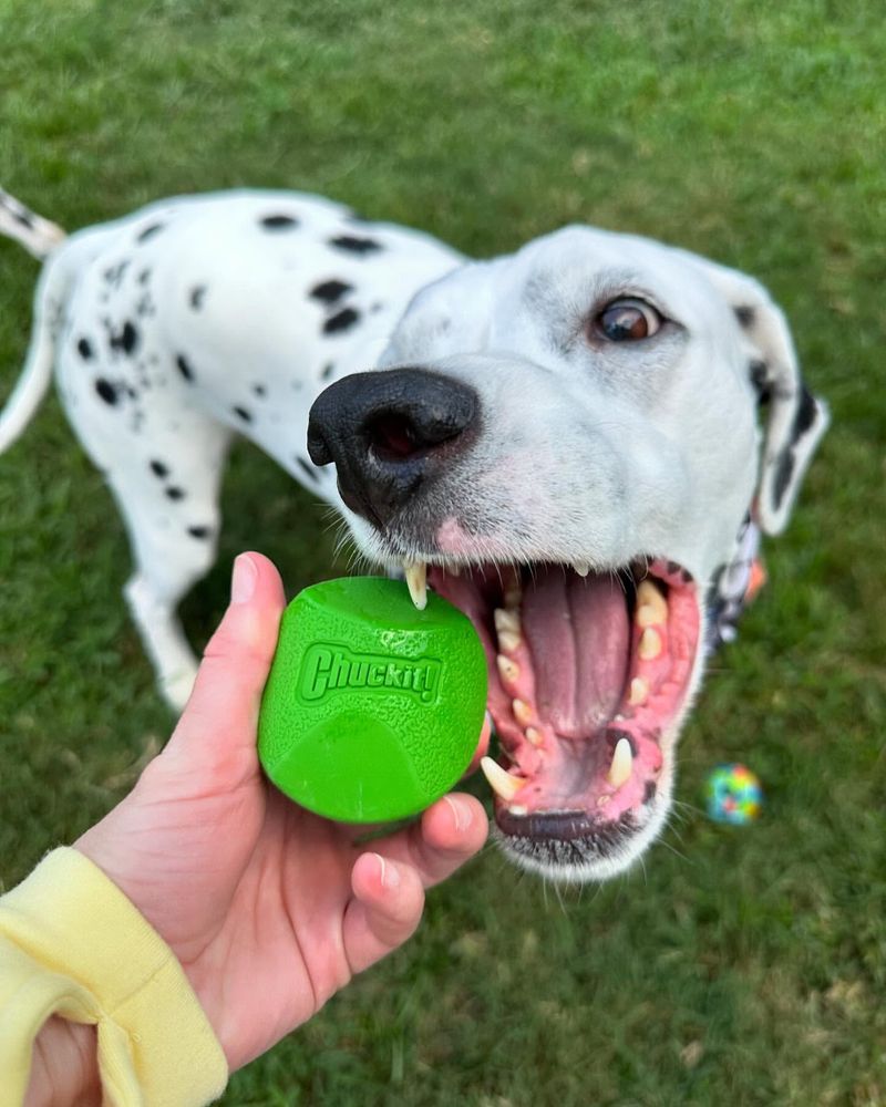 Interactive Fetch Game