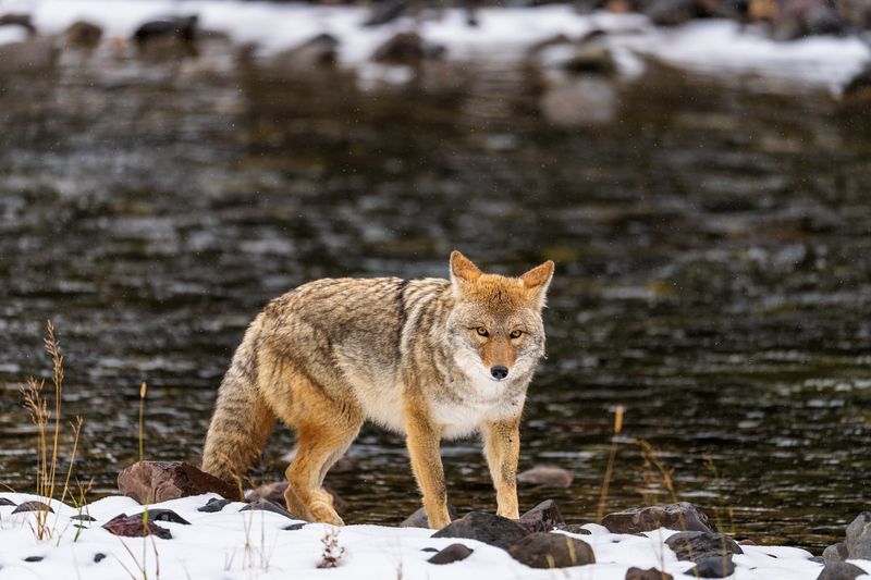 Interior Alaskan Wolf