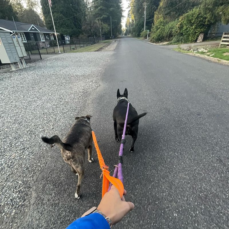 Introduce Your Dog to Friends and Neighbors