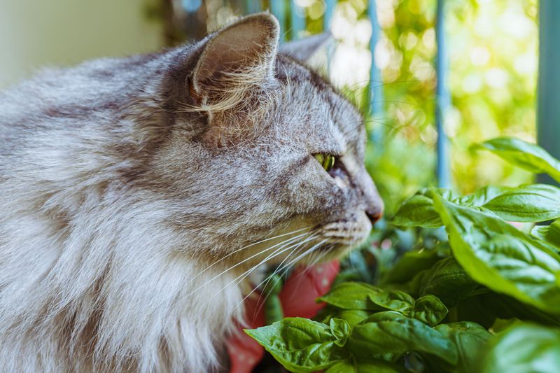 Introduce a Cat Training Device