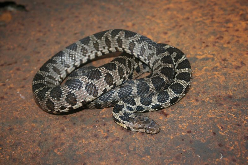 Iowa's Fox Snake