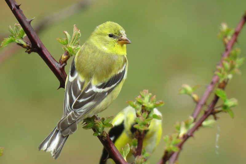 Iowa - American Goldfinch