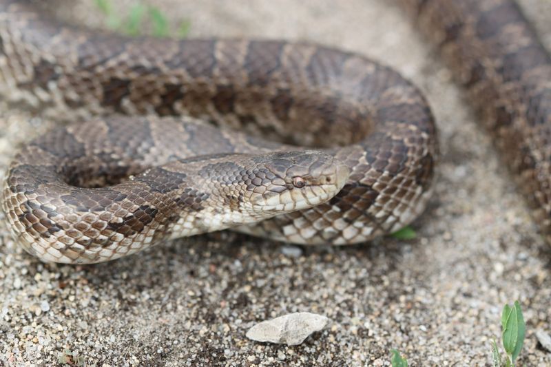 Iowa - Prairie Kingsnake