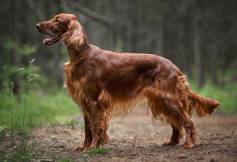 Irish Setter