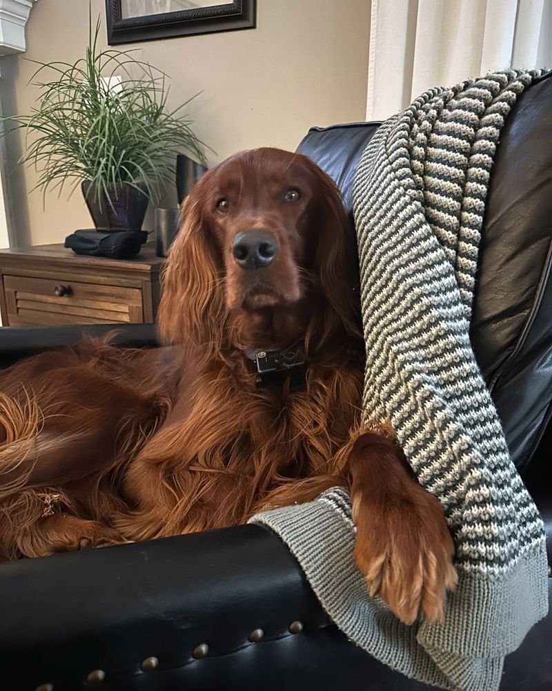 Irish Setter