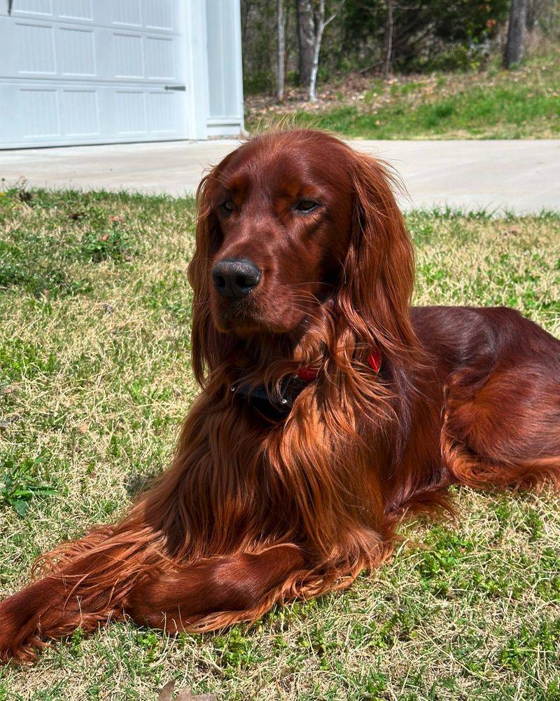 Irish Setter