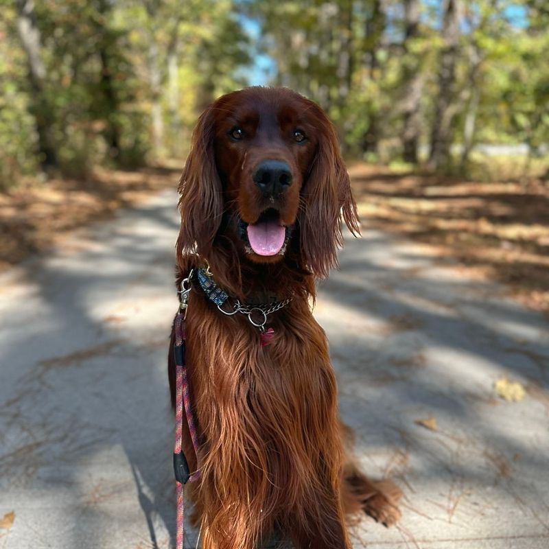 Irish Setter