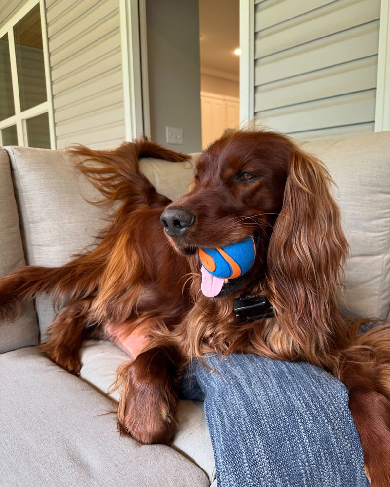 Irish Setter