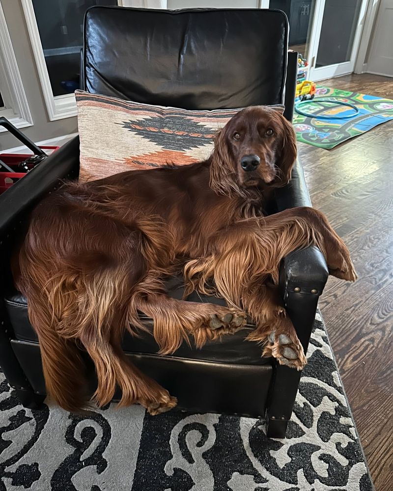 Irish Setter