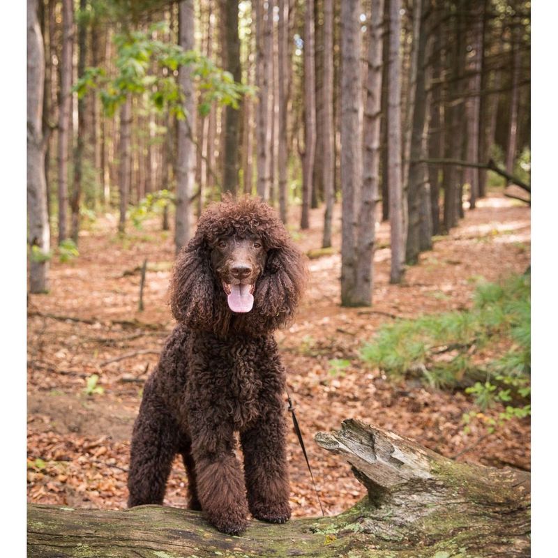 Irish Water Spaniel